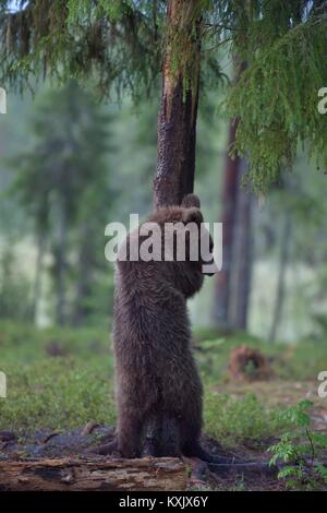 young Eurasian Brown Bear - standing on meadow / Ursus arctos arctos ...