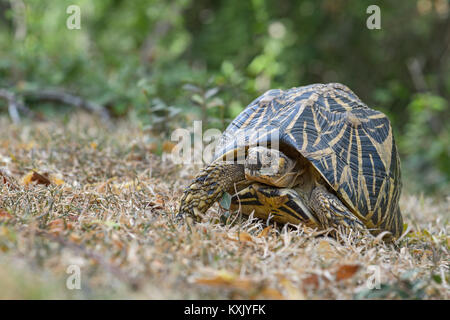 Indian Star Tortoise - Geochelone elegans, Sri Lanka Stock Photo