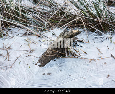 A branch encased in ice on the frozen lake shore of Derwent Water - Cumbria - UK Stock Photo