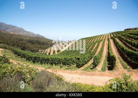 Stellenbosch Western Cape South Africa. December 2017. Rows of vines growing on the lower slopes of the Simonsberg mountain. Stock Photo