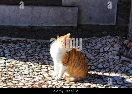 Cat sunbathing on cobbled ground in Lisbon Stock Photo