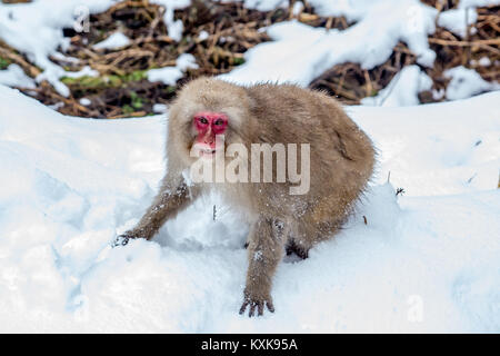 An older Japanese Macaque, or snow monkey, snarls at another monkey after a brief fight.  These monkeys are the northern most non-human primates in th Stock Photo
