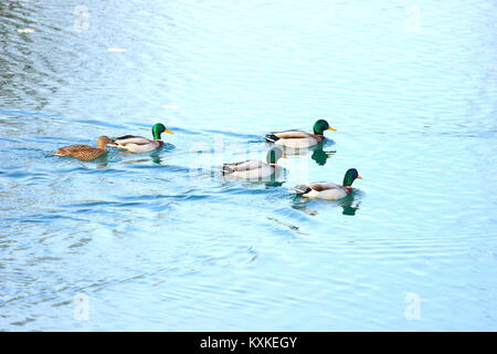Wild ducks on lake Stock Photo