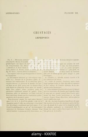 This work focuses on the comparative anatomy of vertebrates, with an ...