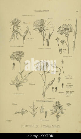 Atlas documenting specific characteristics of plants from the Parisian ...