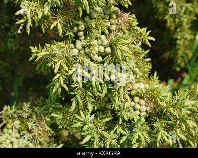 Fresh juniper berries growing on the bush on the Danish holiday island of Bornholm Stock Photo
