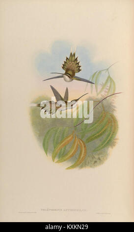 Plate 24 in the monograph “A Monograph of the Trochilidæ, or Family of Humming-Birds” shows a selection of early-identified hummingbird species with detailed colour-plates and accompanying botanical illustration to support comparative ornithological analysis Stock Photo