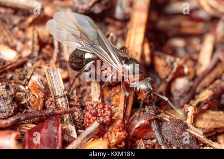Wood ant queen (Formica rufa) newly emerged. Surrey, UK. Stock Photo