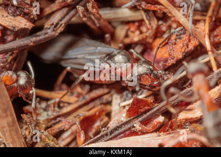 Wood ant queen (Formica rufa) emerging from nest. Surrey, UK. Stock Photo