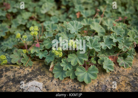 Alchemilla erythropoda Stock Photo