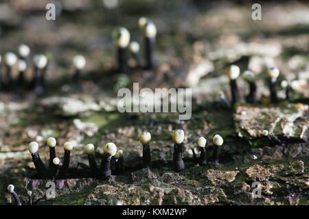 Tilia fungus, Holwaya mucida.  This is the asexual   reproductive stage called anamorph. Stock Photo