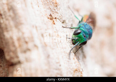 Ruby-tailed wasp (Chrysis sp.) exploring surface of dead oak tree. Surrey, UK. Stock Photo