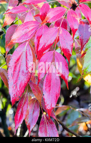 Winter red evergreen leaves of the slow growing hardy shrub, Mahonia gracilipes Stock Photo