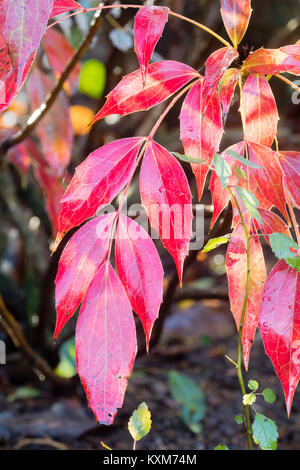 Winter red evergreen leaves of the slow growing hardy shrub, Mahonia gracilipes Stock Photo