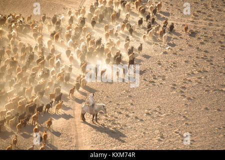 Khovd Hovd town city sunset goat keeper herder shepherd horse rider horseback dusty dust Stock Photo
