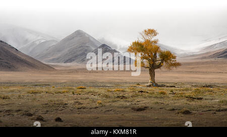 Mongolian lonely tree yellow leafs landscape snowy mountains snow winter cloudy Mongolia Stock Photo