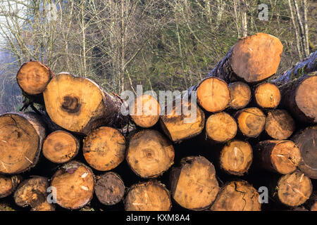 Close-up of a log pile Stock Photo