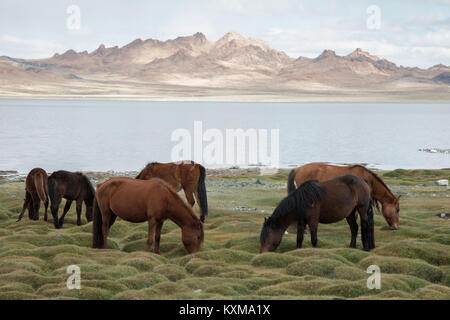 Mongolia lake horses grazing grass Stock Photo