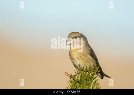 Parrot Crossbil (Loxia pytyopsittacus) adult male perched in Pine tree, Stock Photo