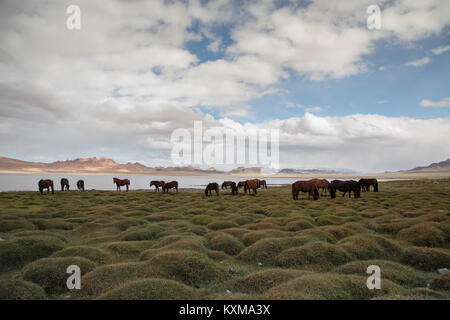 Mongolia lake horses grazing grass Stock Photo