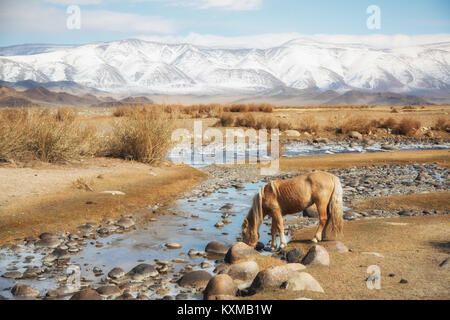 Mongolian blonde horse drinking from river Mongolia steppes grasslands snowy mountains winter Stock Photo