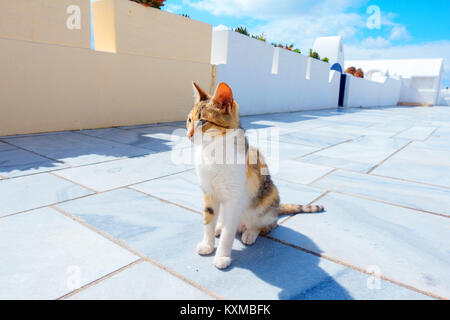 cat in sun city in Oia Santorini Stock Photo