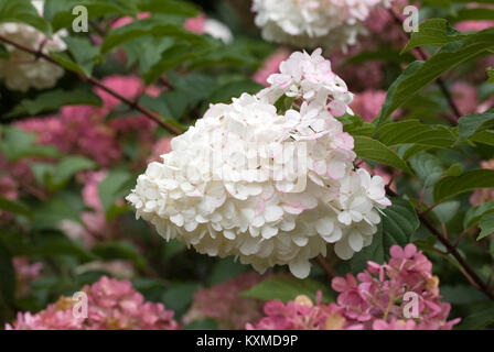 Hydrangea paniculata 'Vanilla Fraise' flowers. Stock Photo