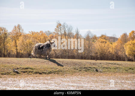 Black and white yak looking out next to swamp yellow leafs trees Mongolia Stock Photo