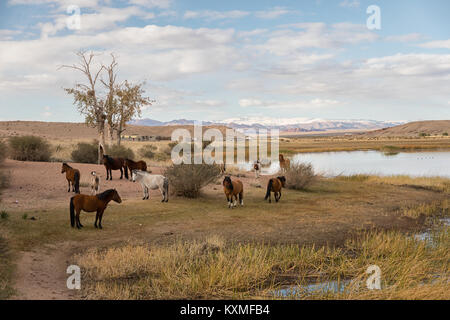 Horses resting Mongolia Mongolian river bank Stock Photo