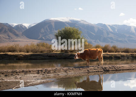 Mongolian cow resting river sand bank snowy mountains Mongolia Stock Photo