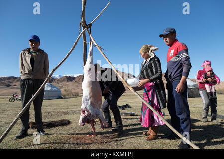 Mongolian eagle hunter family butchering sheep meat Mongolia ger