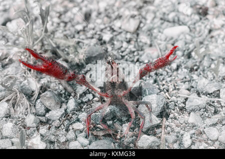 Procambarus clarkii. American crayfish in aggressive position with the pincers opened, over little stones of a road, near to the riverside. Red color  Stock Photo
