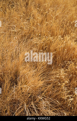 dried out tan tall grass background texture Stock Photo