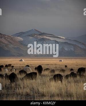 Goat herd herding sunset winter Mongolia steppes grasslands snowy mountains landscape Stock Photo