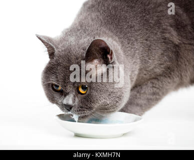 British gray cat drinking milk Stock Photo