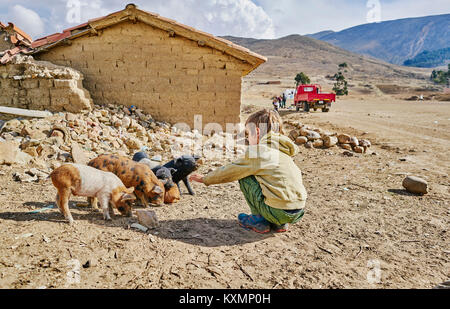 Boy petting piglets,Tarabuco,Chuquisaca,Bolivia,South America Stock Photo