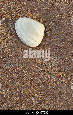 Seashell on sand.  Seashell on sand.  Seacliff beach, North Berwick, East Lothian, Scotland Stock Photo