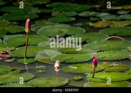 Three closed water lily flowers in a lily pond with a red dragon fly landed on the nearest flower. Stock Photo
