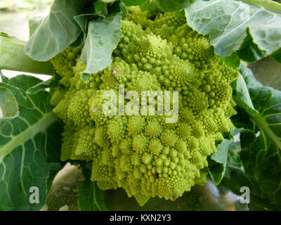 Chou Romanesco Stock Photo Alamy