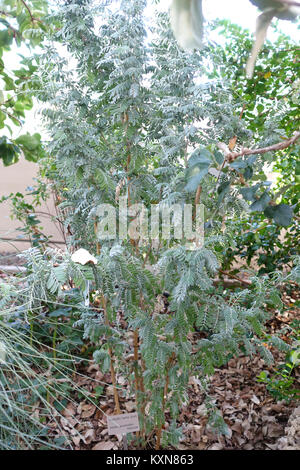 Photograph of Anthyllis barba-jovis at Bergianska Trädgården in Stockholm, Sweden, showing botanical specimen in a garden setting. Stock Photo