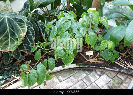 Begonia Bras