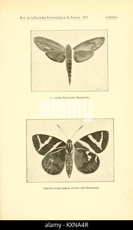 Boletín de la Sociedad entomológica de España BHL12522558 Stock Photo