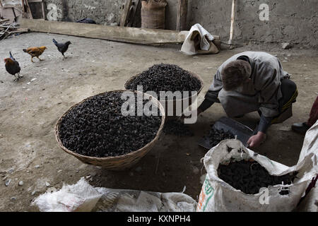 December 23, 2017 - Kolhom, Jammu and Kashmir, India - A Kashmiri man grinds water chestnuts to obtain flour at a mill on January 05, 2018 in Kolhom, north of Srinagar, the summer capital of Indian Administered Kashmir, India.   .   Water chestnuts are a major crop for people living near Wular lake , Asia's second largest freshwater lake. Wular, looks more like a flat marshy plain than a large lake in winters, as the water level recedes entire families collect and extract the marble-sized fruit from its spiky casing . The sun-dried chestnuts are later sold in markets, particularly in summer ca Stock Photo