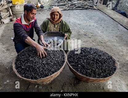 December 23, 2017 - Kolhom, Jammu and Kashmir, India - A Kashmiri man grinds water chestnuts to obtain flour at a mill on January 05, 2018 in Kolhom, north of Srinagar, the summer capital of Indian Administered Kashmir, India. Water chestnuts are a major crop for people living near Wular lake, Asia's second largest freshwater lake. Wular, looks more like a flat marshy plain than a large lake in winters, as the water level recedes entire families collect and extract the marble-sized fruit from its spiky casing . The sun-dried chestnuts are later sold in markets, particularly in summer ca Stock Photo