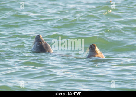 Mousehole, Cornwall, UK. 11th Jan, 2018. UK Weather. A record number of seals have been stranded on the Cornish coastline so far this year, with the local seal sanctuary full. Seen here were 2 seals close to shore making the most of the sunshine this afternoon. Credit: Simon Maycock/Alamy Live News Stock Photo