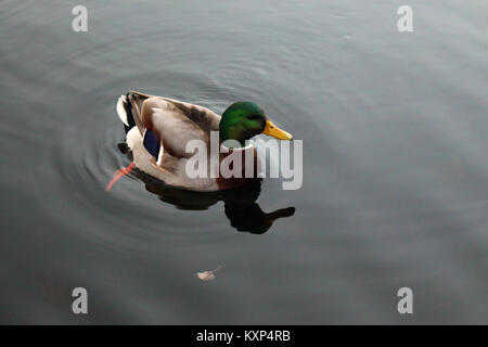 mallard duck swimming in calm lake, Little Lake, Peterborough, Ontario, Canada Stock Photo