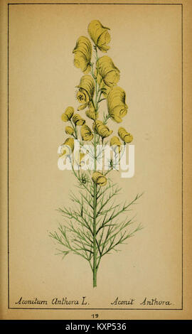 Choix de plantes de l'Europe centrale et particulièrement de la Suisse et de la Savoie (Plate 19) (6032213298) Stock Photo