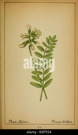 Choix de plantes de l'Europe centrale et particulièrement de la Suisse et de la Savoie (Plate 63) (6032222102) Stock Photo