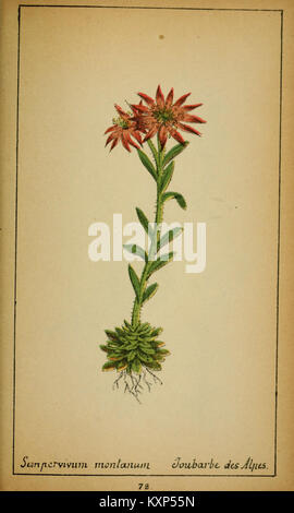 Choix de plantes de l'Europe centrale et particulièrement de la Suisse et de la Savoie (Plate 78) (6032224830) Stock Photo