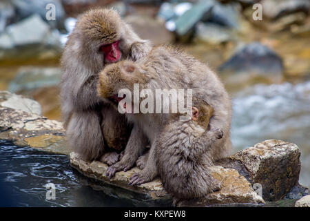 A group of Japanese Macaques, or snow monkeys, sit on the edge of a hot spring.  In the winter, the monkeys seek out springs like this to stay warm.   Stock Photo